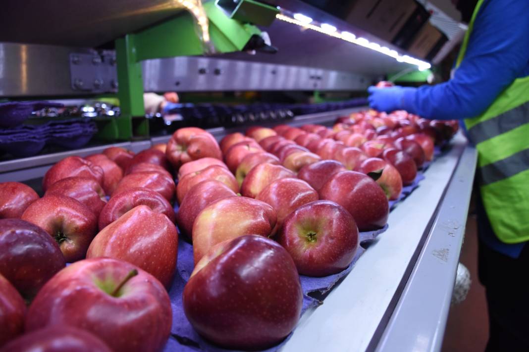 Modern tesis kurdu: Yetiştirdiği meyve 21 ülkede kapış kapış satıldı 5